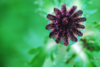 Flower close-up - Ann Arbor Botanical Gardens
