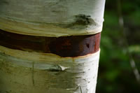 Birch Tree - Lake Superior