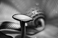 Blown glass - Chilulily Exhibit